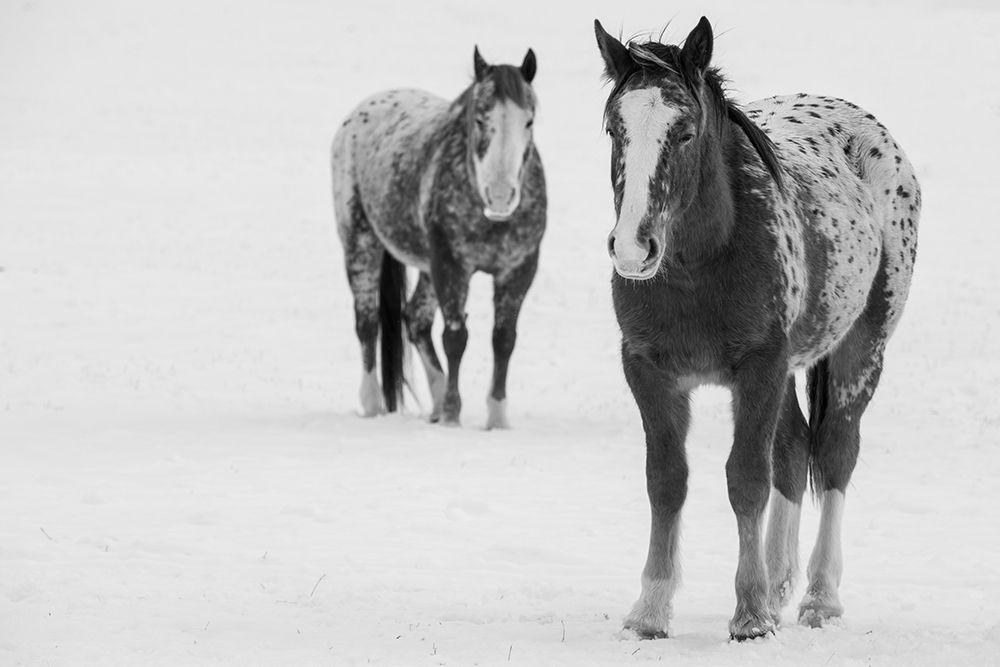 USA-Montana-Gardiner Appaloosa horses in winter snow art print by Cindy Miller Hopkins for $57.95 CAD
